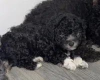 Oreo , a female Shih Tzu and Poodle - Miniature  for sale in Milwaukee, WI – Photo 2 of 2