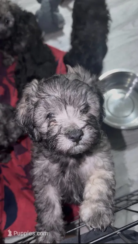 Lolo – Shih Tzu, Poodle - Miniature  puppy for sale in Milwaukee, WI