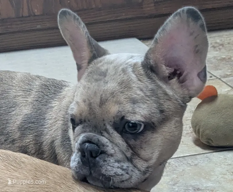 Batman, a male French Bulldog for sale in Colman, SD – 1 of 2