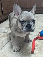 Batman, a male French Bulldog for sale in Colman, SD – 2 of 2