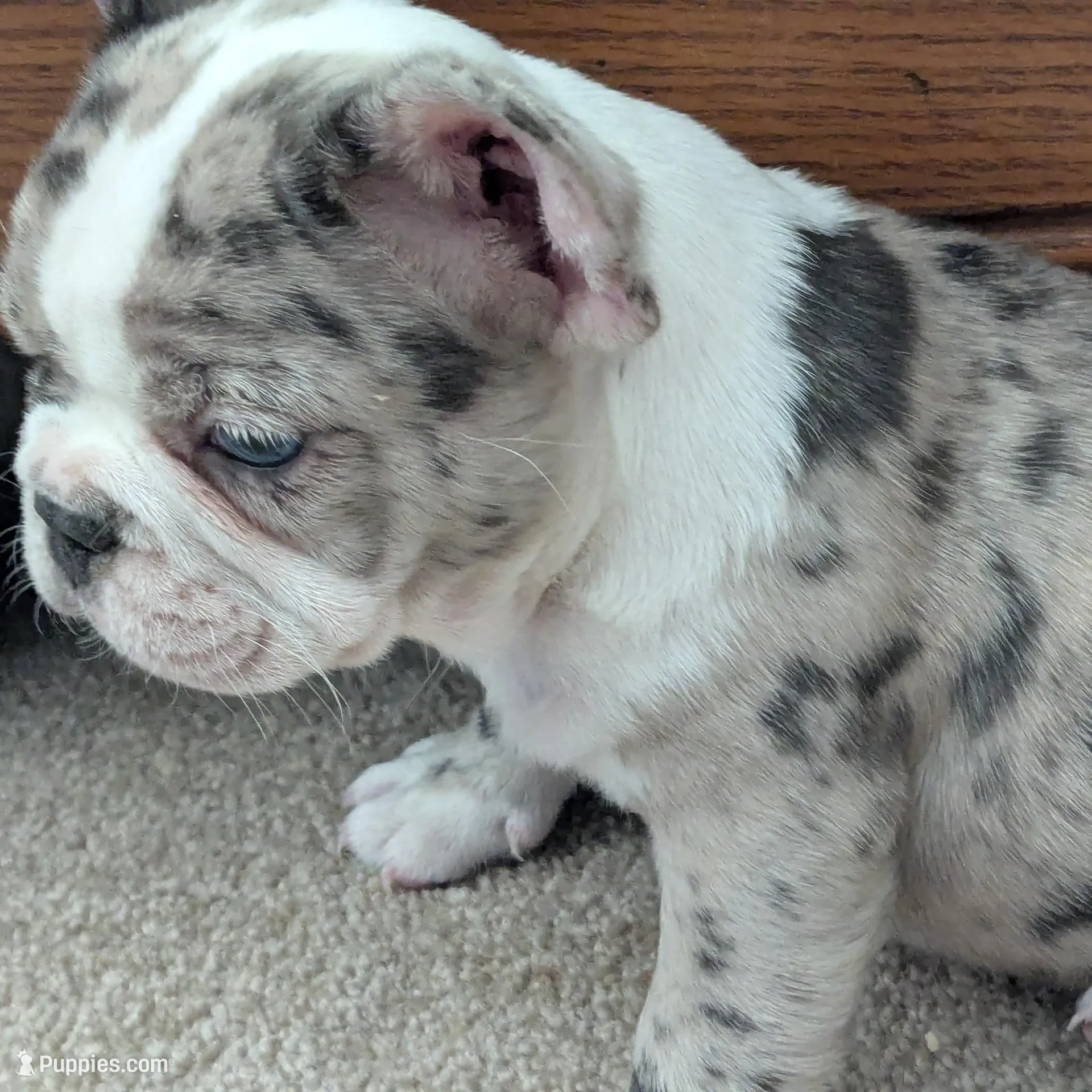 Fancy, a female French Bulldog for sale in Colman, SD – Photo 2 of 2