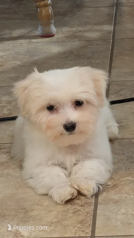 Minion – Maltese puppy for sale in Colman, SD