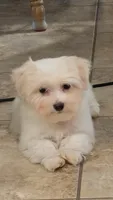 Minion, a male Maltese for sale in Colman, SD – 1 of 2