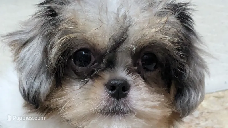 Cupcake – Chihuahua, Shih Tzu puppy for sale in Colman, SD
