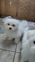 Merlin, a male Maltese for sale in Colman, SD – 2 of 2