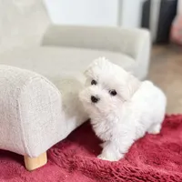 Mason, a male Maltese for sale in Colman, SD – Photo 2 of 2