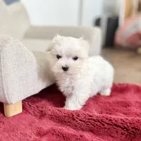 Mason, a male Maltese for sale in Colman, SD – Photo 1 of 2