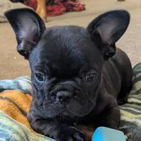 Fiona, a female French Bulldog for sale in Colman, SD – Photo 1 of 2