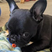 Fiona, a female French Bulldog for sale in Colman, SD – Photo 2 of 2