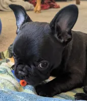 Fiona, a female French Bulldog for sale in Colman, SD – Photo 2 of 2