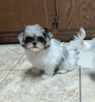 Cupcake, a female Chihuahua and Shih Tzu for sale in Colman, SD – 4 of 4