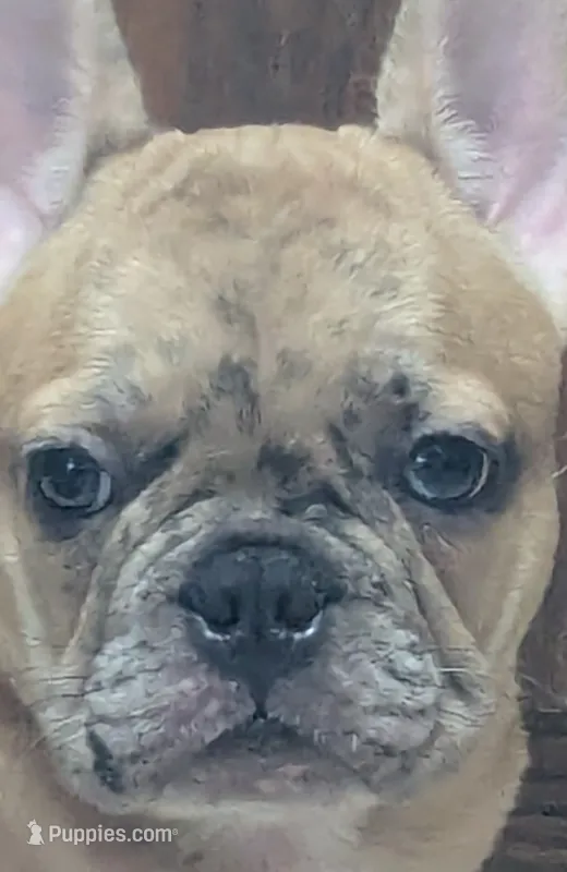 Baloo, a male French Bulldog for sale in Colman, SD – 1 of 3