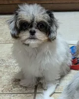 Cupcake, a female Chihuahua and Shih Tzu for sale in Colman, SD – 3 of 4
