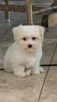 Minion, a male Maltese for sale in Colman, SD – 2 of 2