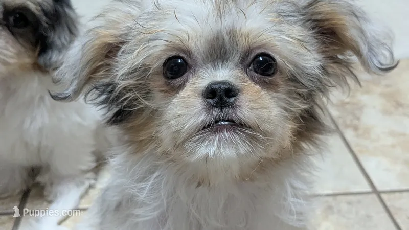 Cookie – Chihuahua, Shih Tzu puppy for sale in Colman, SD