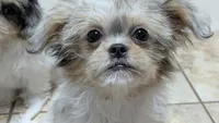 Cookie, a female Chihuahua and Shih Tzu for sale in Colman, SD – 1 of 3