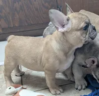 Barley, a male French Bulldog for sale in Colman, SD – 3 of 3