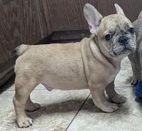 Baloo, a male French Bulldog for sale in Colman, SD – 2 of 3