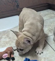 Barley, a male French Bulldog for sale in Colman, SD – 2 of 3