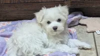 Mowgli, a male Maltese for sale in Colman, SD – 2 of 2