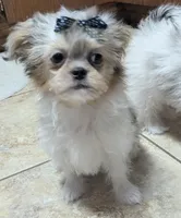 Cookie, a female Chihuahua and Shih Tzu for sale in Colman, SD – 3 of 3