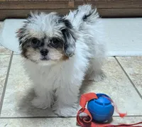 Cupcake, a female Chihuahua and Shih Tzu for sale in Colman, SD – 2 of 4
