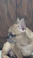 Baloo, a male French Bulldog for sale in Colman, SD – 3 of 3