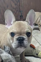 Barley, a male French Bulldog for sale in Colman, SD – 1 of 3