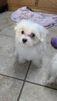 Merlin, a male Maltese for sale in Colman, SD – 1 of 2