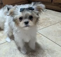 Cookie, a female Chihuahua and Shih Tzu for sale in Colman, SD – 2 of 3