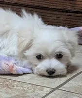 Mowgli, a male Maltese for sale in Colman, SD – 1 of 2