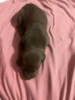 Lady, a female Doberman Pinscher for sale in Haltom City, TX – Photo 3 of 4