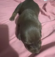 Lady, a female Doberman Pinscher for sale in Haltom City, TX – Photo 2 of 4