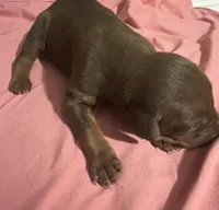 Lady, a female Doberman Pinscher for sale in Haltom City, TX – Photo 1 of 4