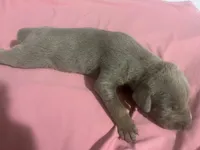 Isabella, a female Doberman Pinscher for sale in Haltom City, TX – Photo 4 of 5