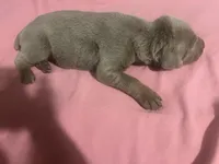 Isabella, a female Doberman Pinscher for sale in Haltom City, TX – Photo 3 of 5