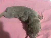 Isabella, a female Doberman Pinscher for sale in Haltom City, TX – Photo 2 of 5