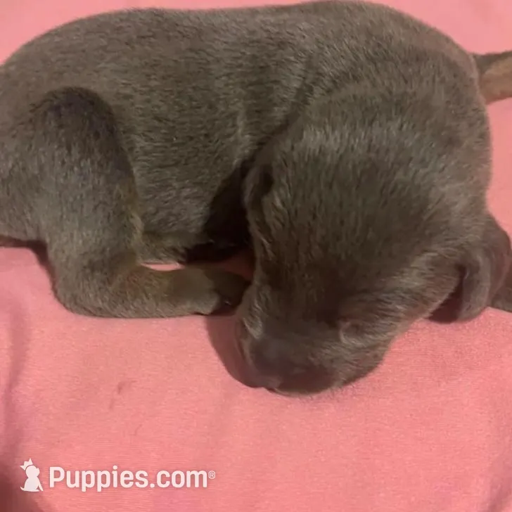 Beaux, a female Doberman Pinscher for sale in Haltom City, TX – Photo 2 of 4