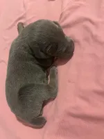 Beaux, a female Doberman Pinscher for sale in Haltom City, TX – Photo 3 of 4