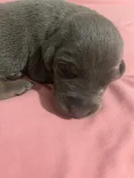 Beaux, a female Doberman Pinscher for sale in Haltom City, TX – Photo 1 of 4