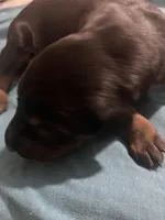 Cassius, a male Doberman Pinscher for sale in Haltom City, TX – Photo 2 of 5