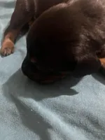 Cassius, a male Doberman Pinscher for sale in Haltom City, TX – Photo 3 of 5