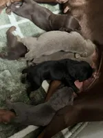 Lovely, a female Doberman Pinscher for sale in Haltom City, TX – Photo 4 of 4