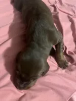 Lovely, a female Doberman Pinscher for sale in Haltom City, TX – Photo 2 of 4