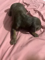 Lovely, a female Doberman Pinscher for sale in Haltom City, TX – Photo 3 of 4