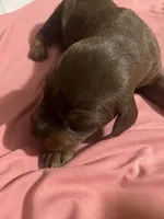 Lovely, a female Doberman Pinscher for sale in Haltom City, TX – Photo 1 of 4