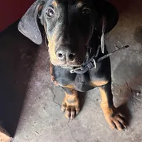 Bonehead Jr, a male Doberman Pinscher for sale in Haltom City, TX – Photo 1 of 3