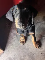 Bonehead Jr, a male Doberman Pinscher for sale in Haltom City, TX – Photo 1 of 3