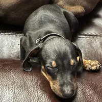 Bonehead Jr, a male Doberman Pinscher for sale in Haltom City, TX – Photo 2 of 3