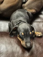 Bonehead Jr, a male Doberman Pinscher for sale in Haltom City, TX – Photo 2 of 3